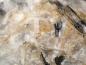 Preview: Fluorlamprophyllite